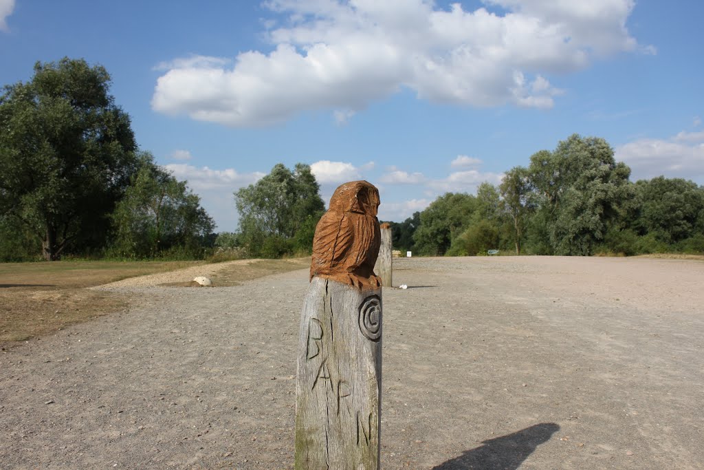 barn owl