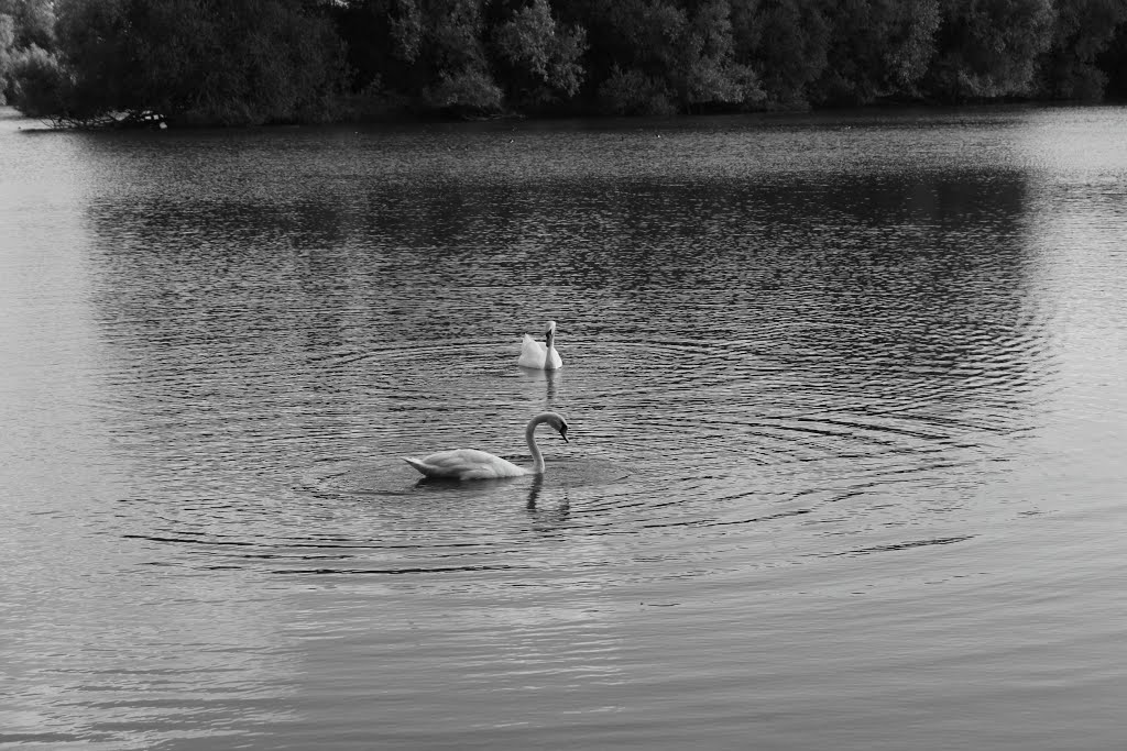 swans