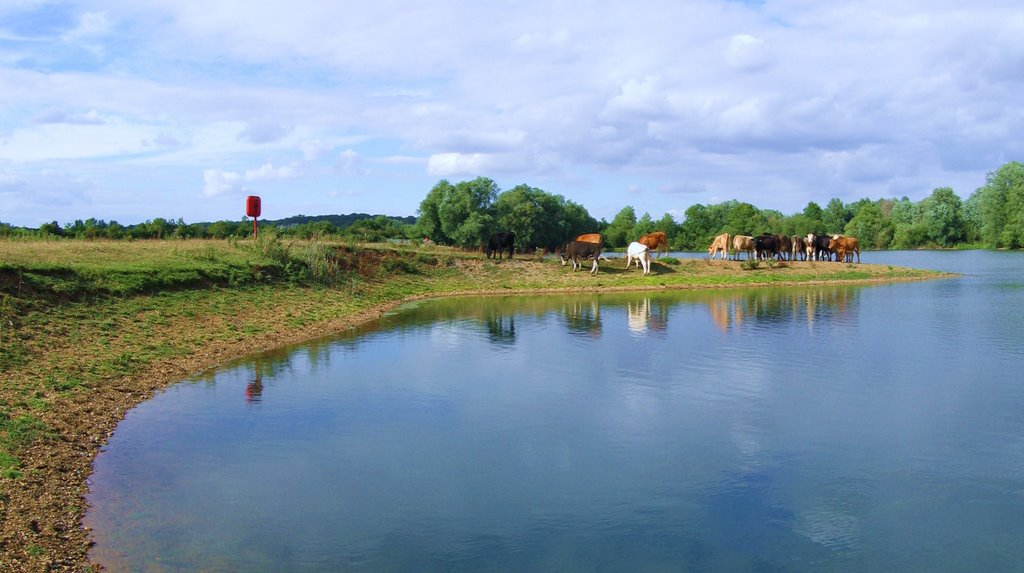 Cows Grazing