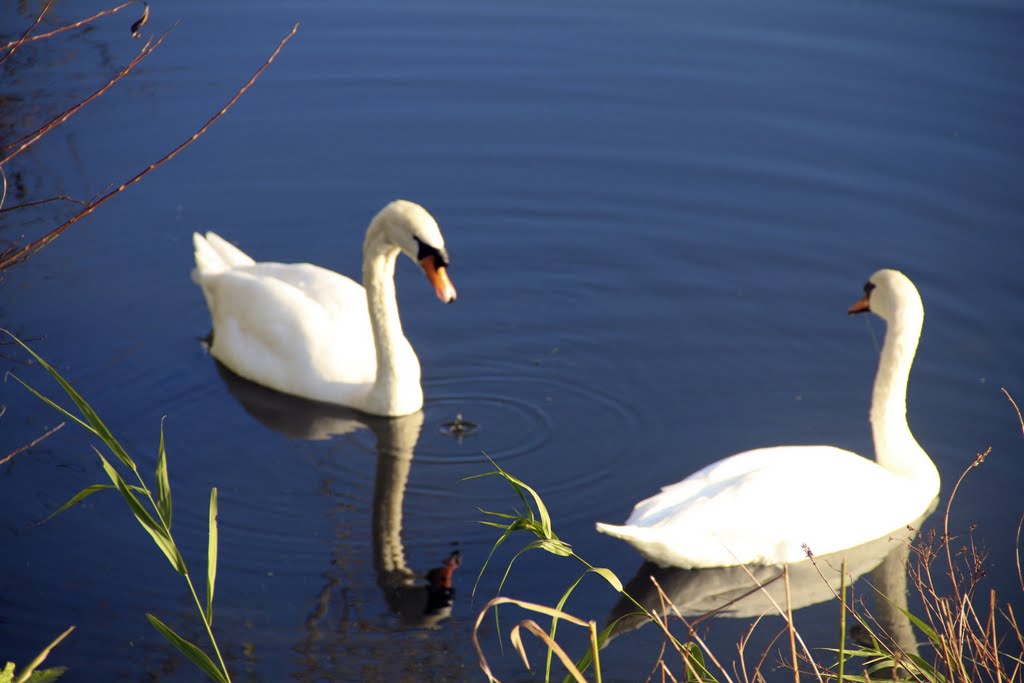 Swans in Harrold-Odell Country Park