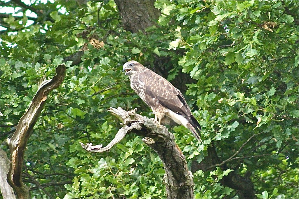 Buzzard, Wood Field, Carlton Hall Farm