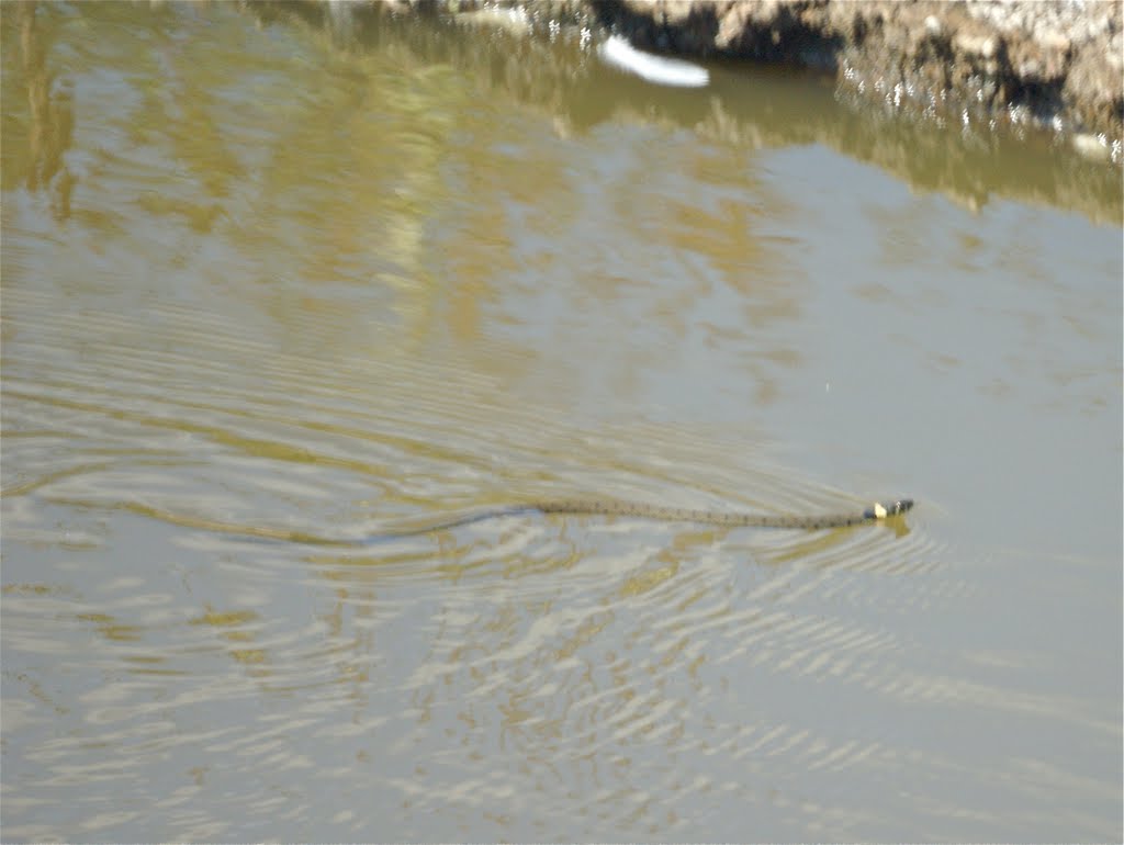 Grass Snake in the Pond