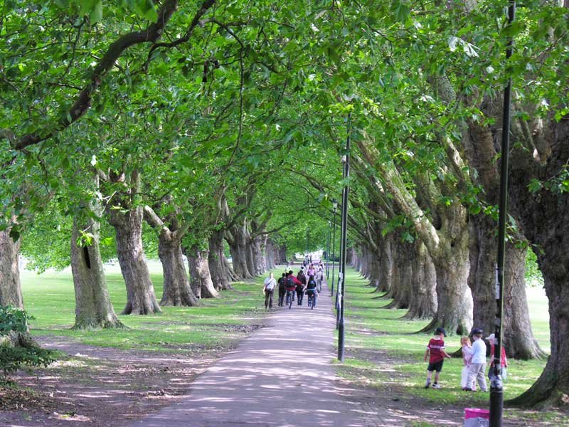 Under the trees