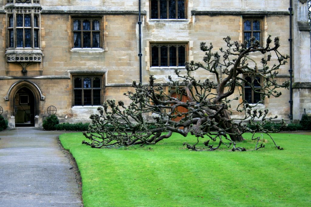 Kings College - Seating Tree