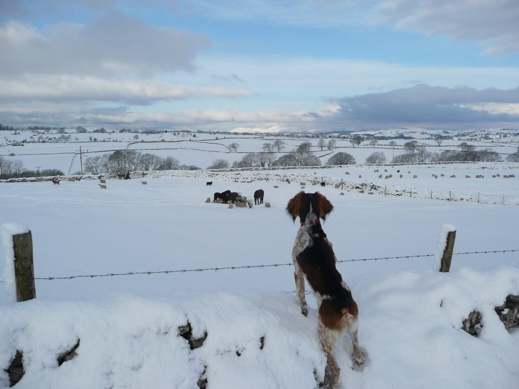 Looking from Kendal Golf Course towards Lakeland Mountains