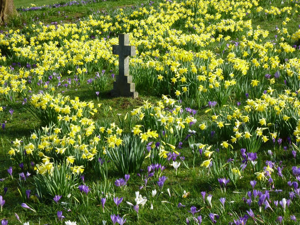 Spring Flowers in Kendal Cemetery.