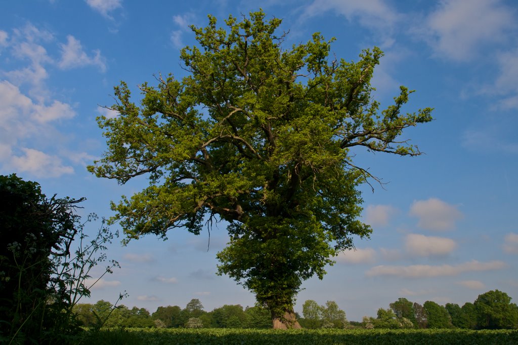 giant tree, visible from the sky!