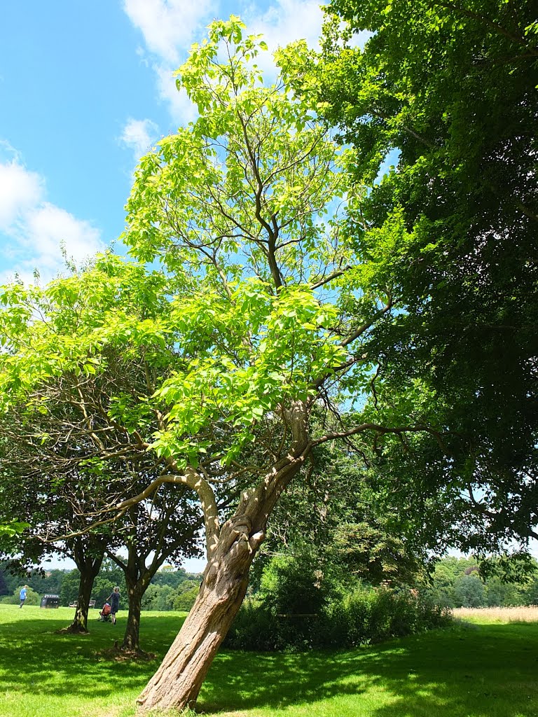 Kenilworth, Abbey Hill, park land.
