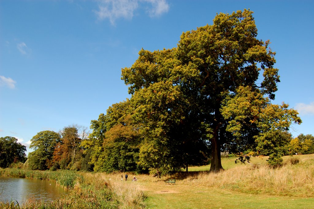 Old oak trees next to the lake in Abbey fields,Kenilworth