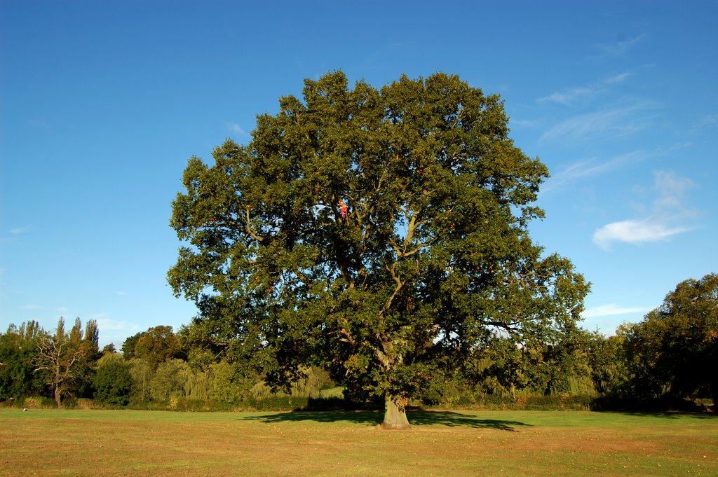 Oak tree in Abbey fields,Kenilworth