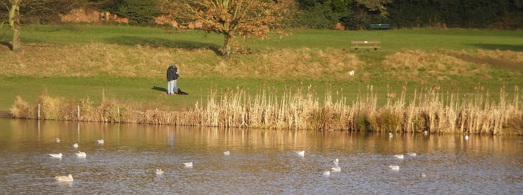 Abbey Fields