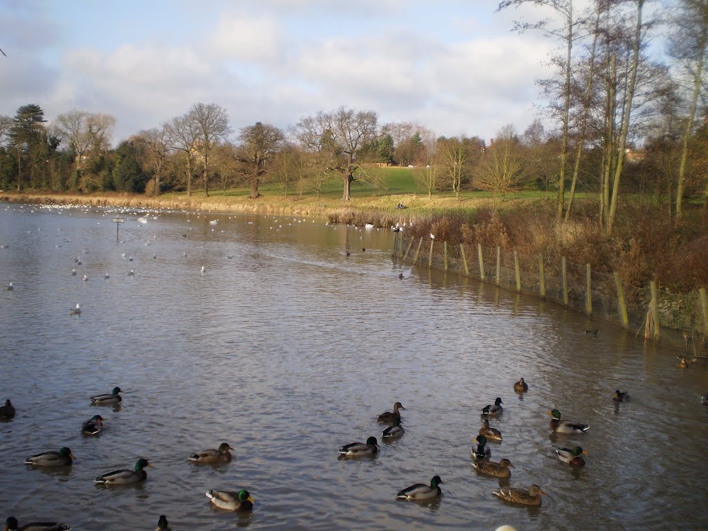Abbey Fields