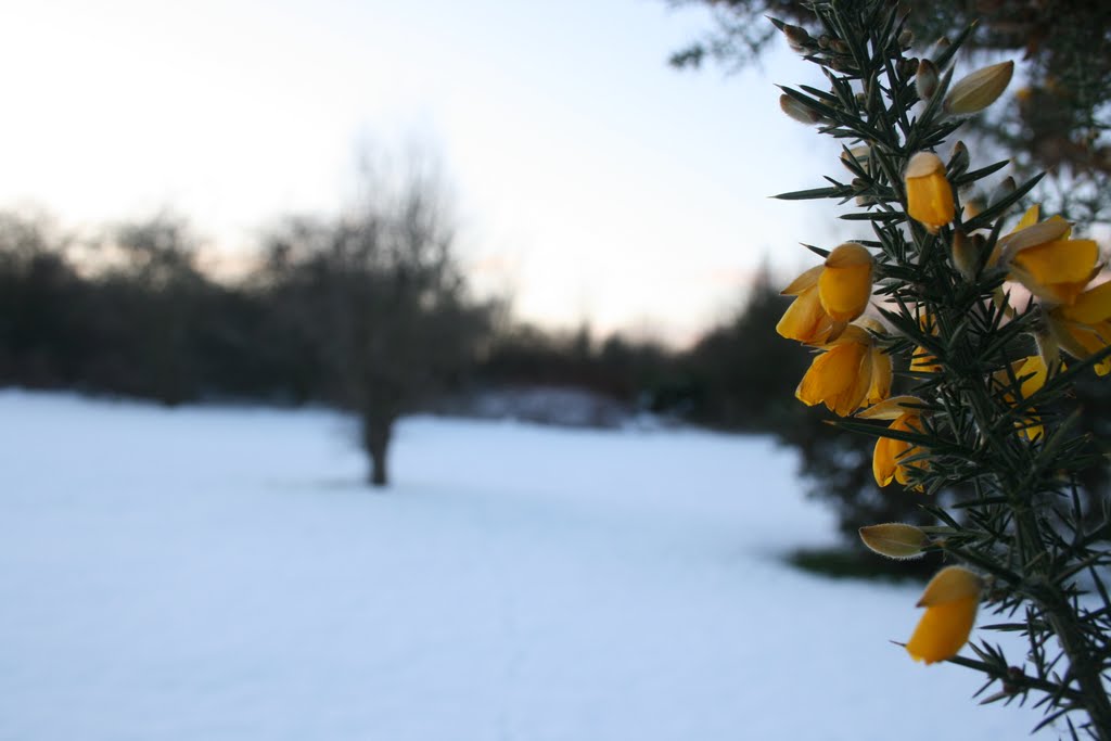 winter flowers