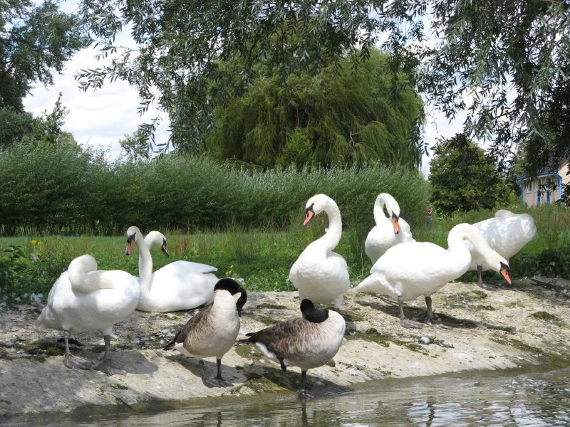 Swans from Wicksteed Park Lake
