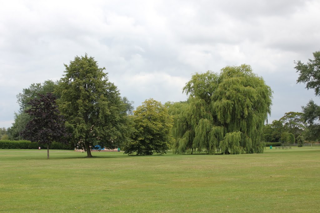 trees