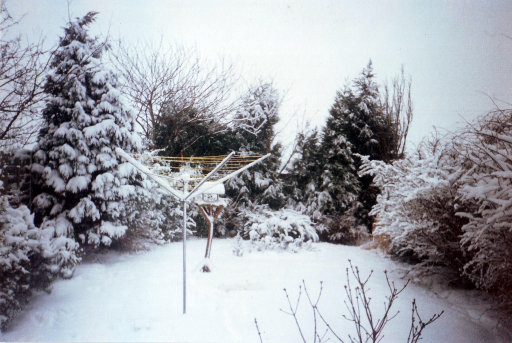 Winter Snow in the Back Garden
