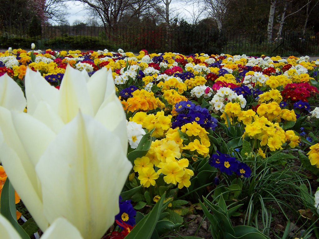 Spring in Colchester