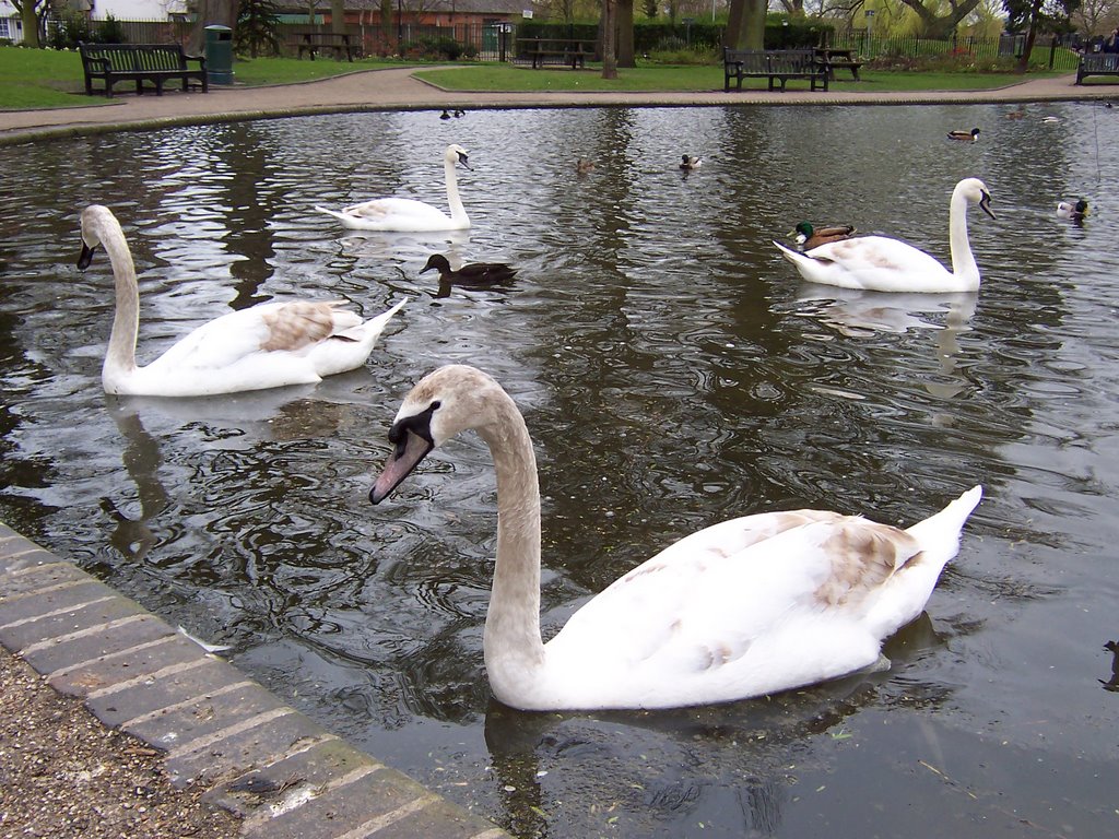 Swans in Colchester