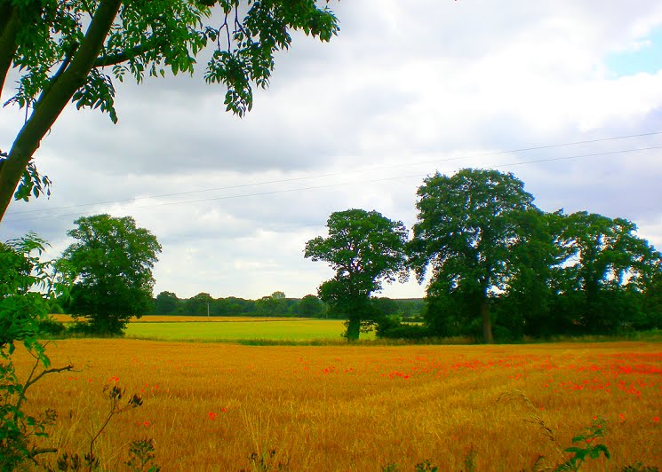 Spring Landscape at Colchester - UK