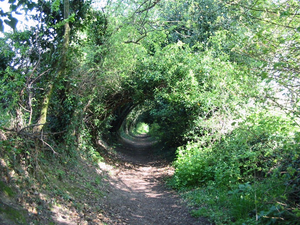 Leafy tunnel