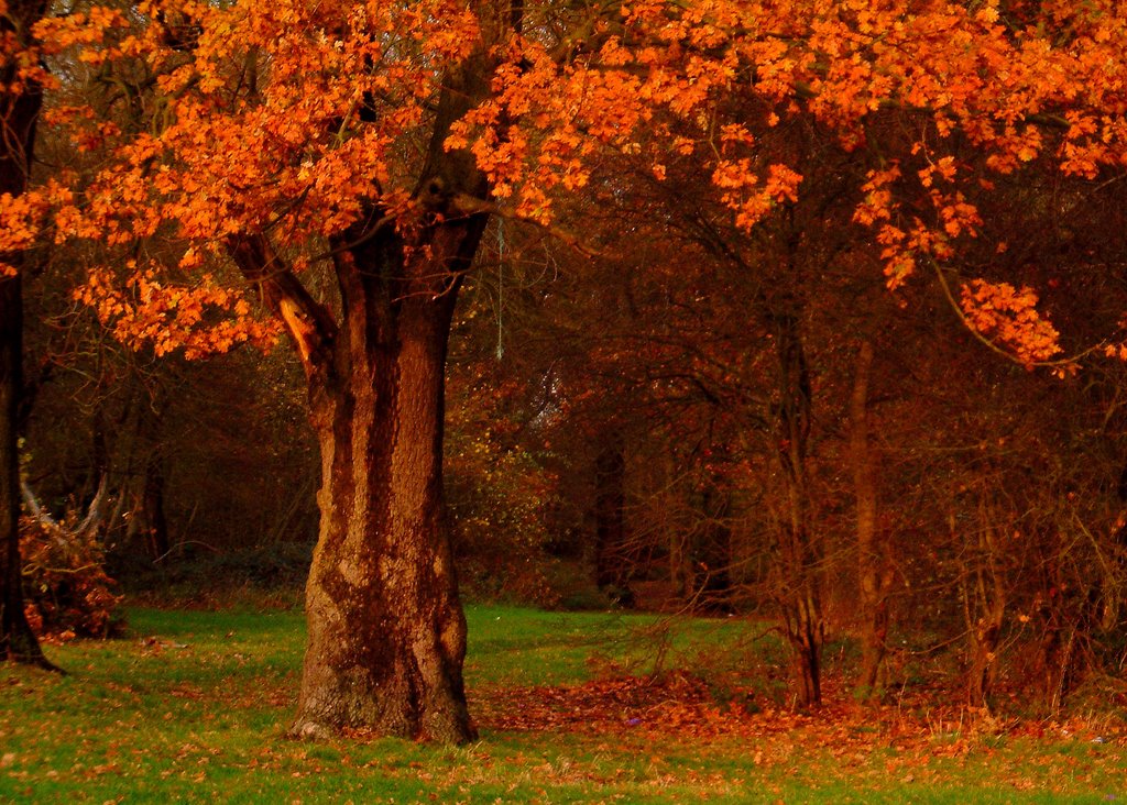 Autumn Colours in Corby