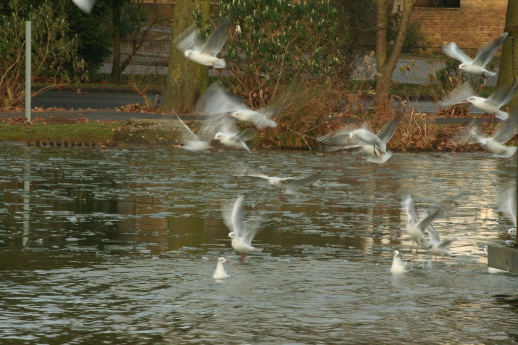 Corby Boating Lake