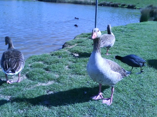 Ducks at the Lake. Come for Food.