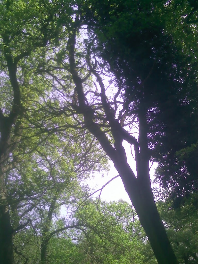 Corby, trees