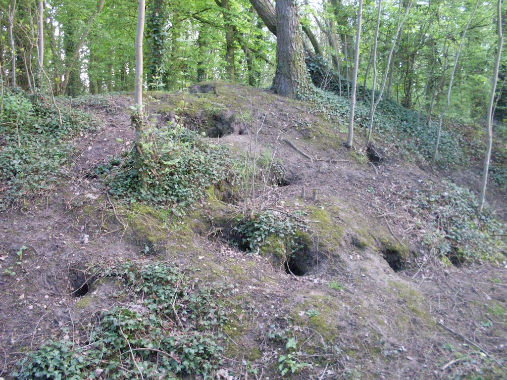 rabbit dormitory