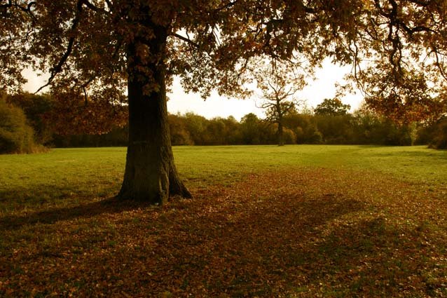 Thoroughsale Woods