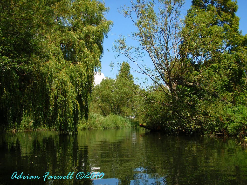Avon near Christchurch - Willows and Ripples