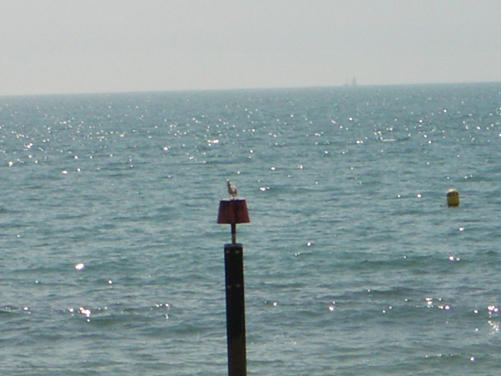 bird at Southbourne