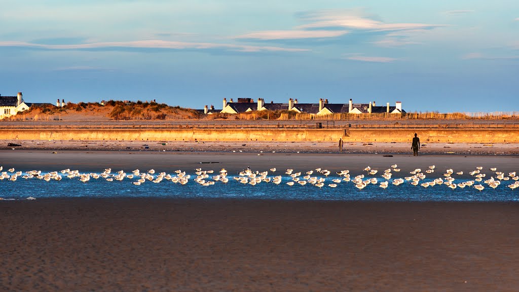 Sea Birds at the Beach