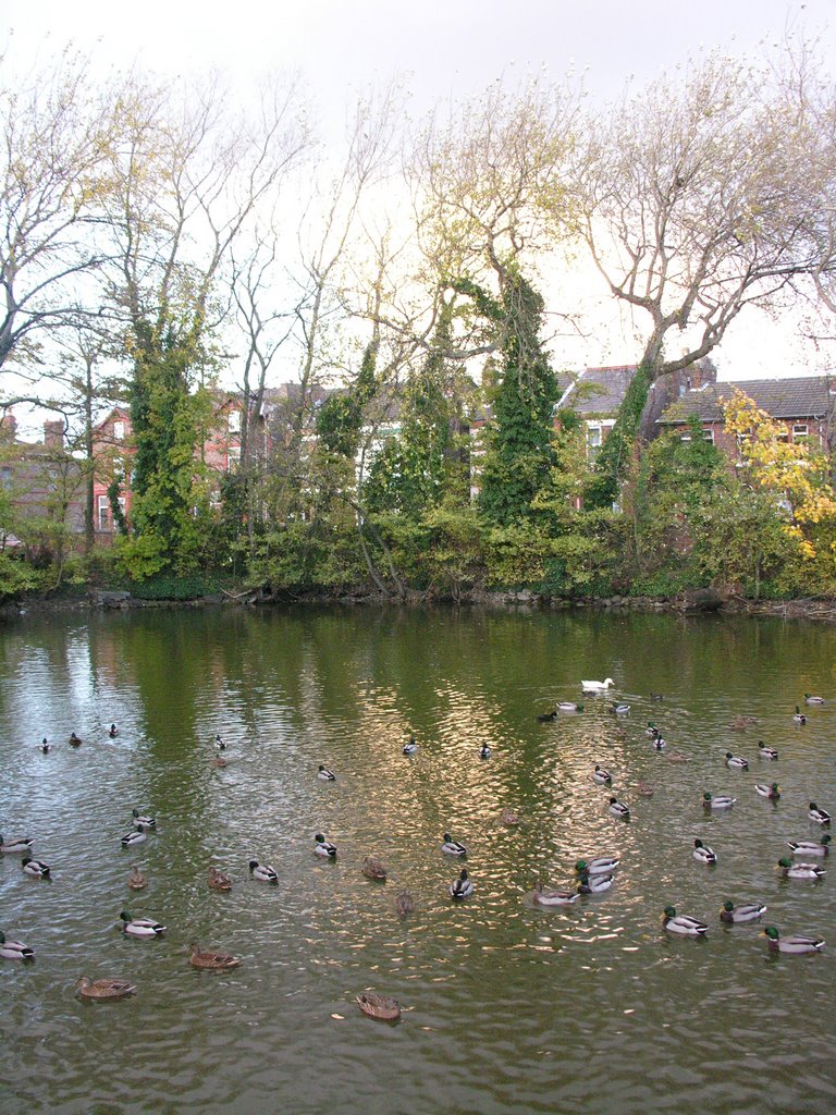 Crosby Duck Pond