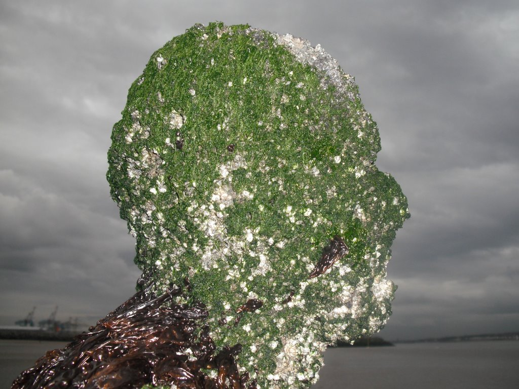 Seaweed Man!