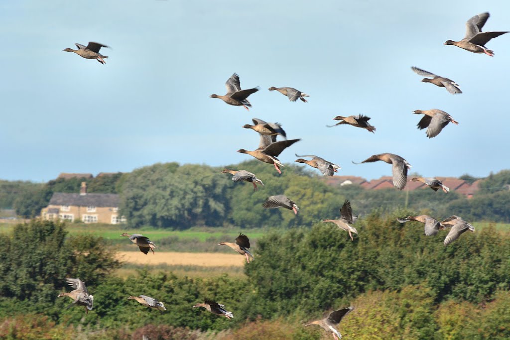 Pink-footed Geese