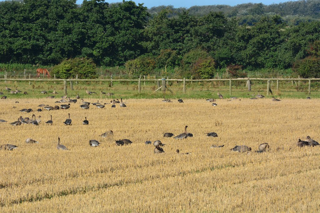 Pink-footed Geese