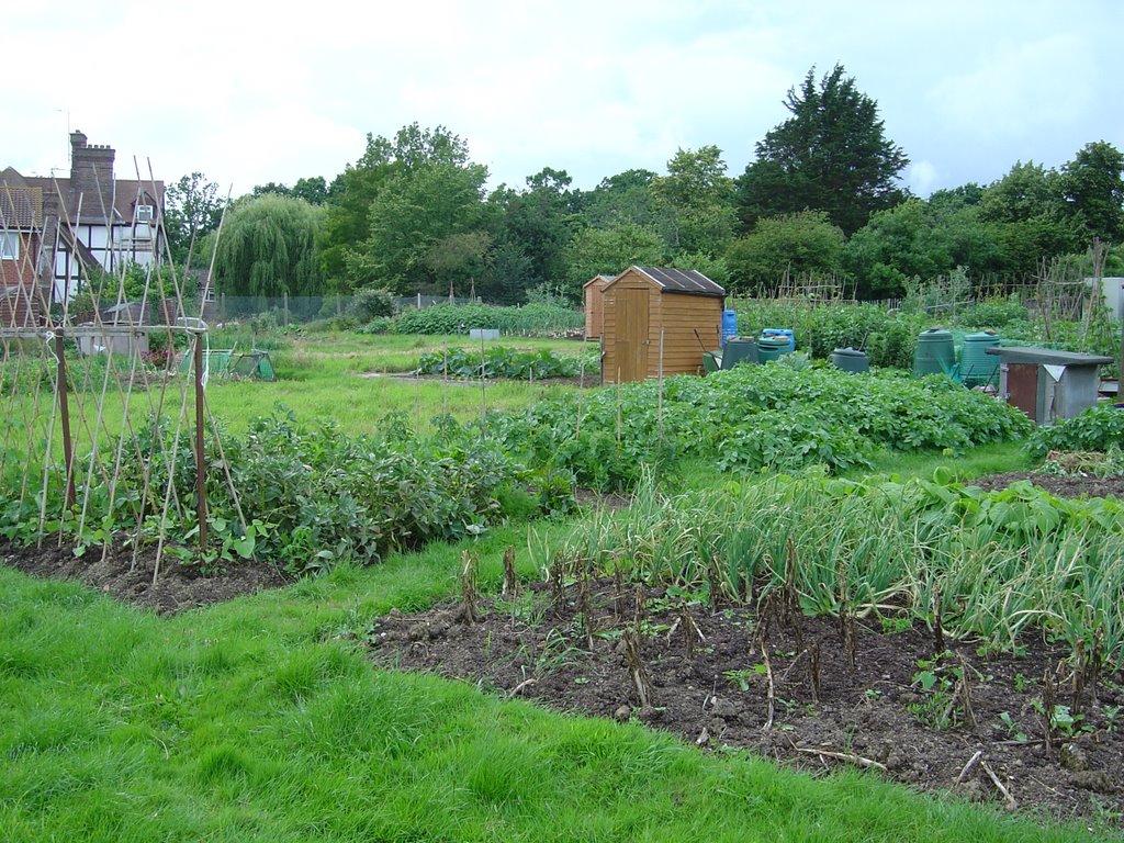 Hunter Road Allotments