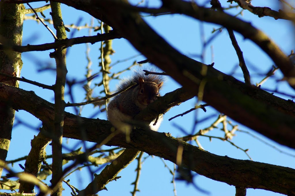 Squirrel