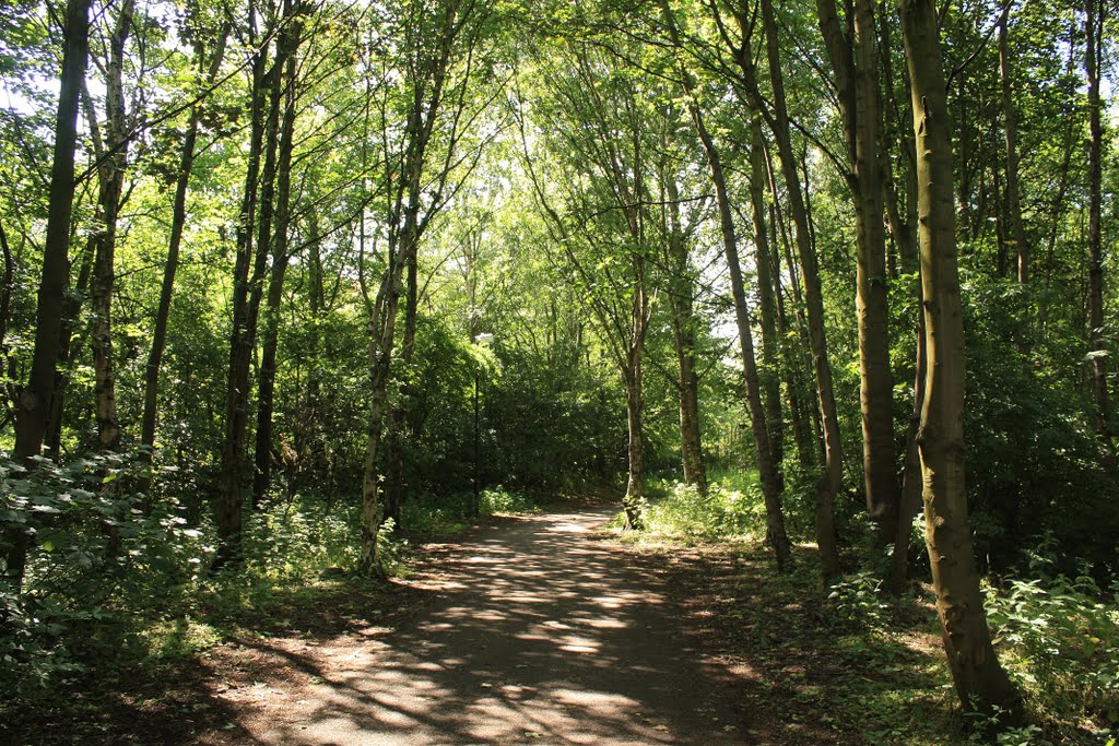 Path Along Lune