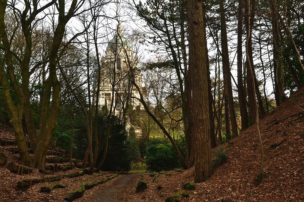 Through the trees ¬