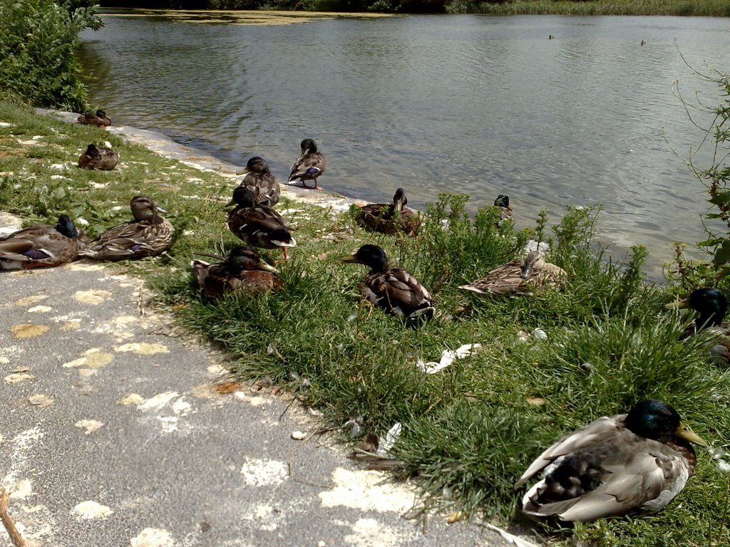 Duck Stop