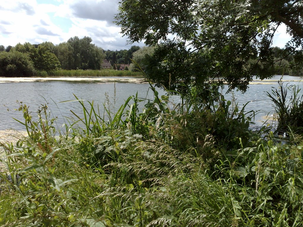 Fetcham Mill Pond