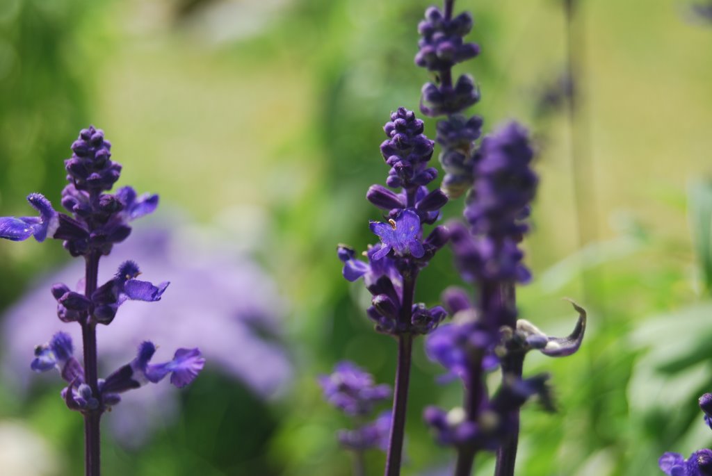 Purple Haze