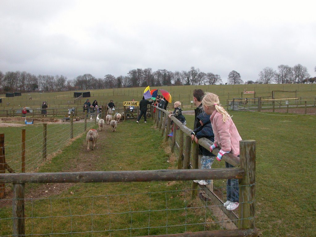 Pig racing at Bocketts Farm