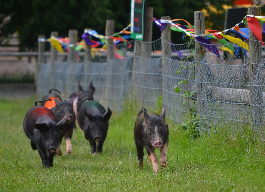 Pig race at Bocketts Farm