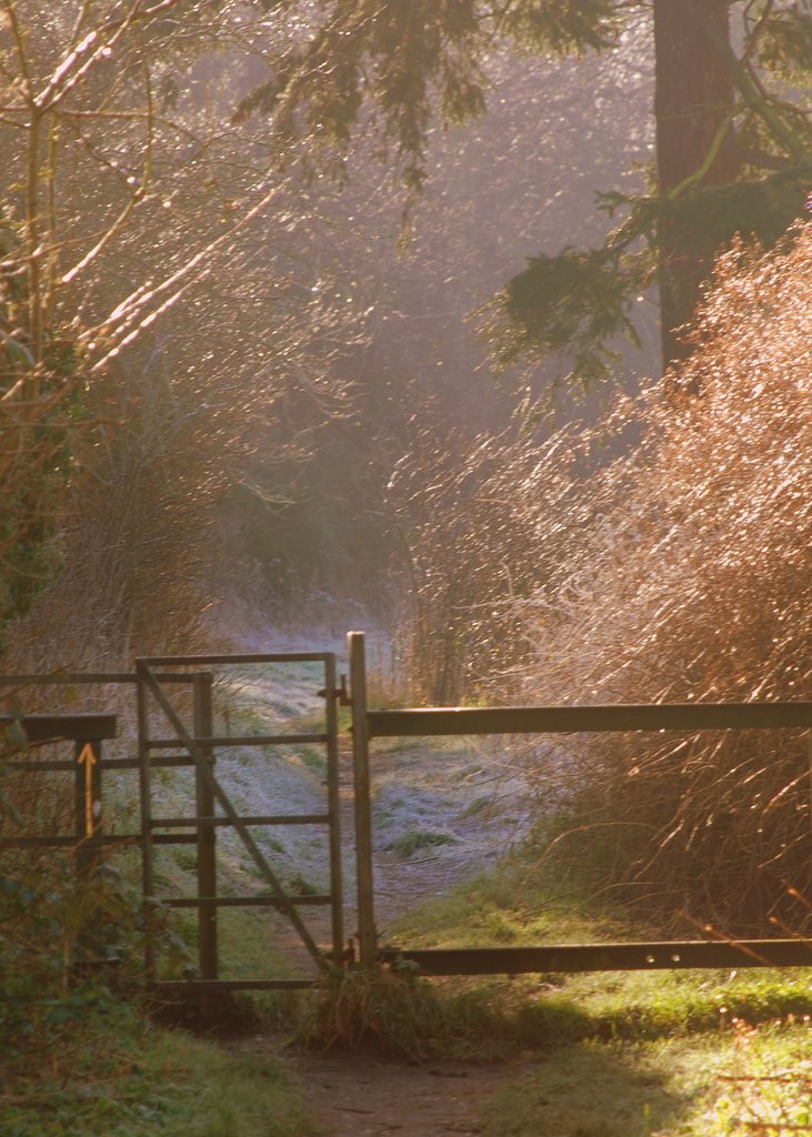 Winter path, Leatherhead