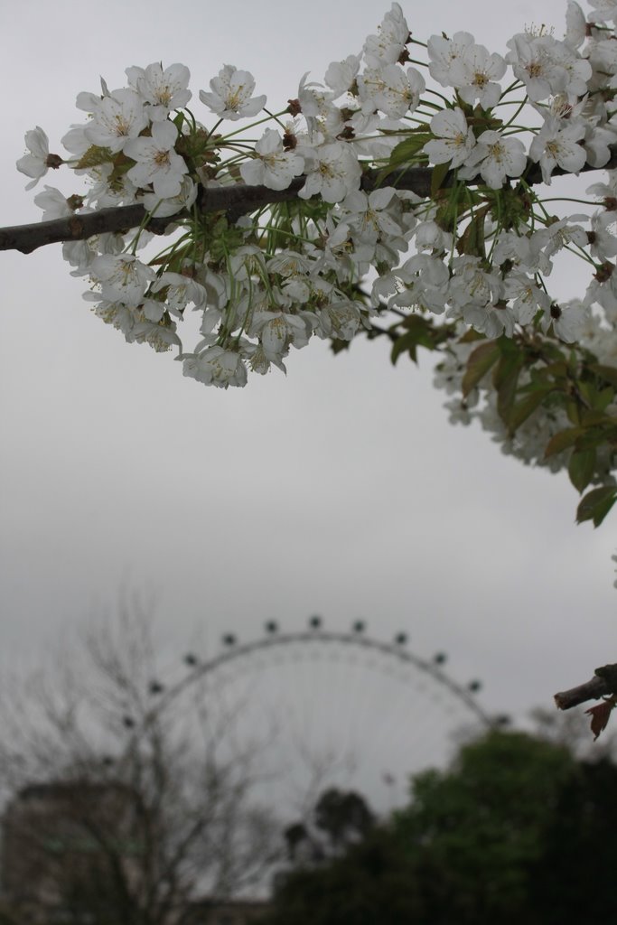 Grey Eye Blossom