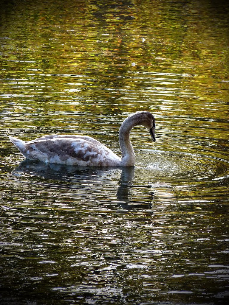 Royal Young Swan