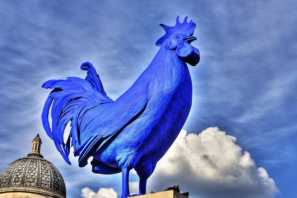 Hahn/Cock
